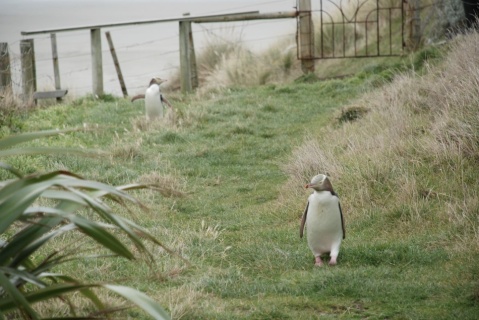 Penguins in Dunedin by www.bridgetehemann.com